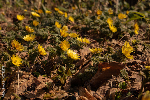 満開の黄色い春の花 福寿草 