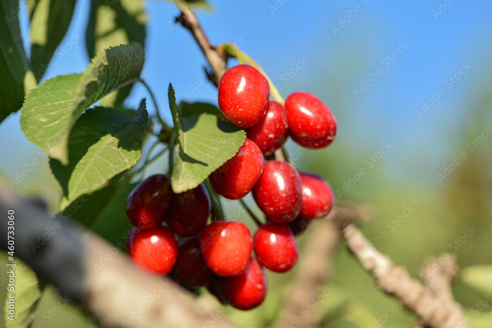 The cherry trees in the orchard are covered with large red, fresh cherries The cherry trees in the orchard are covered with large red, fresh cherries