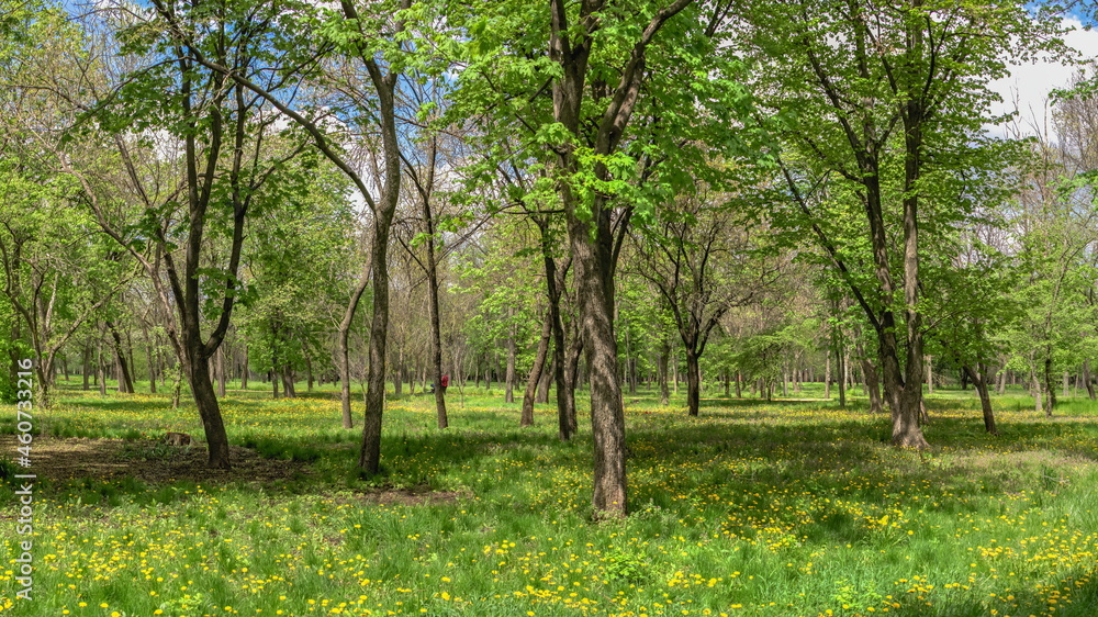 Kropyvnytskyi arboretum, Ukraine