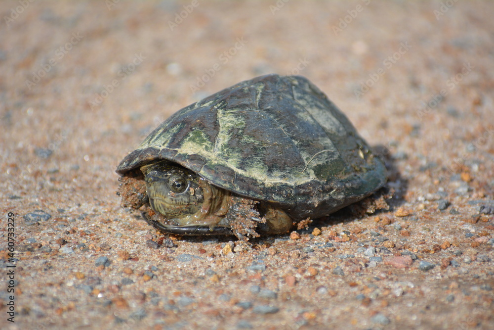 Obraz premium tortuga