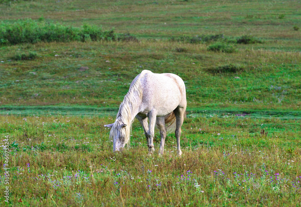A white mottled horse is grazing in a meadow A white mottled horse is grazing in a meadow