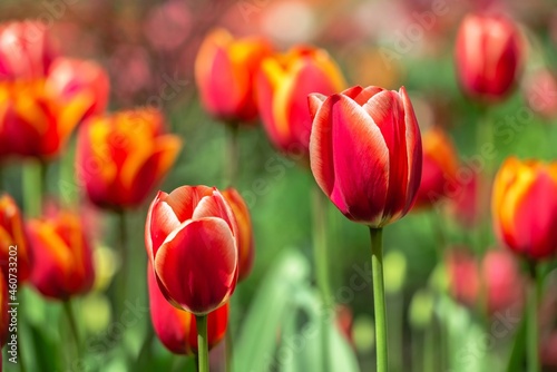 Tulips of the Kropyvnytskyi arboretum, Ukraine