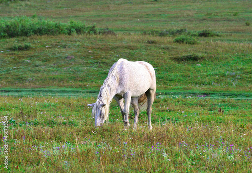 A white mottled horse is grazing in a meadow