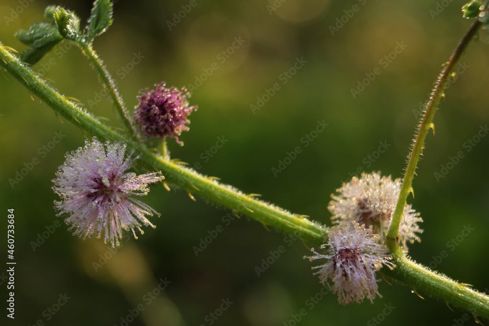 mimosa pudica beautiful flowers, macro photos, close up images nature background mimosa pudica beautiful flowers, macro photos, close up images nature background