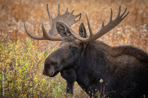 washington shiras bull moose portrait