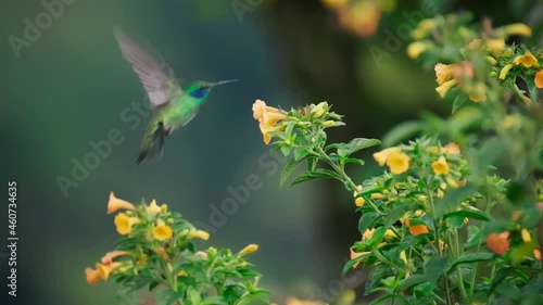 A beautiful hummingbird feeds on a flower. photo