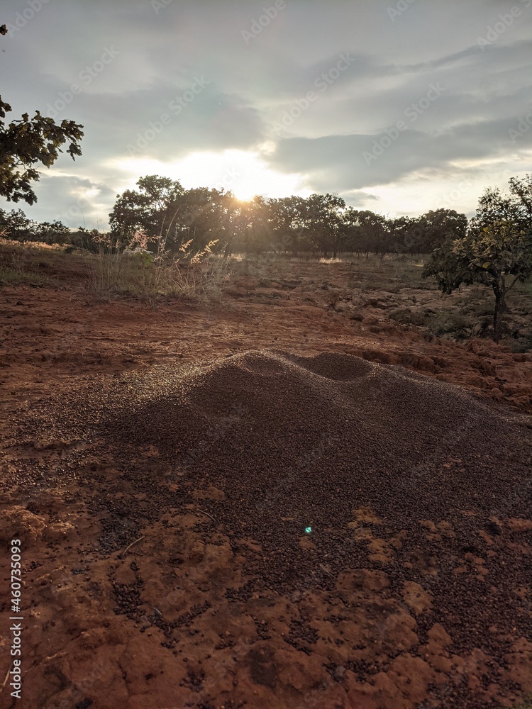 Fototapeta premium anthill oaks sunset
