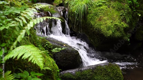 moss forest water nature valley