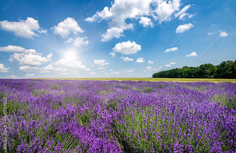 Fototapeta premium Beautiful lavender field against blue cloudy sky