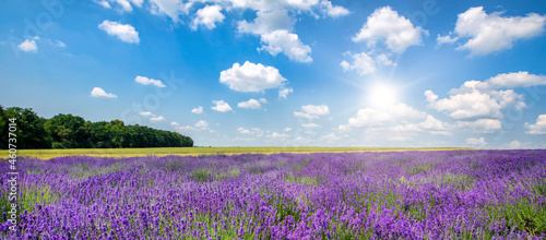 Beautiful lavender field against blue cloudy sky photo