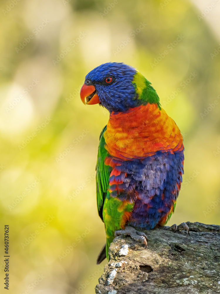 Australian Rainbow Lorikeet Australian Rainbow Lorikeet