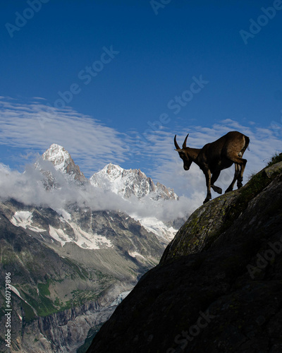 Ibex above Chamonix Valley looking across to the Mont Blanc massif