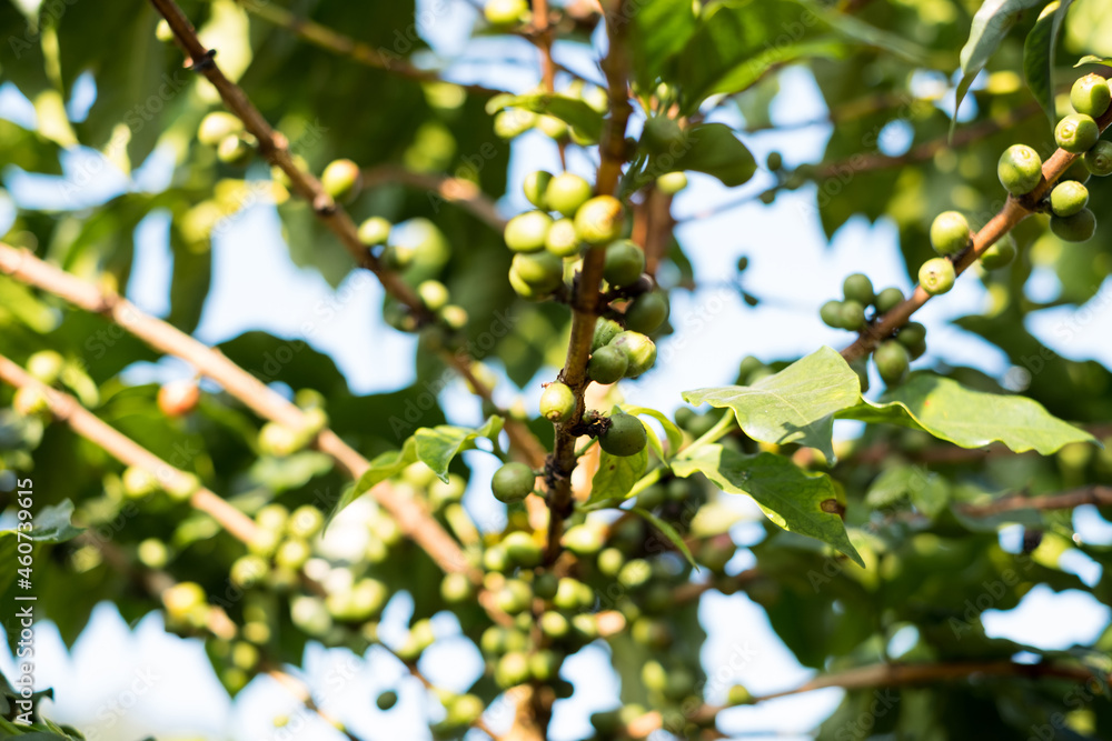 Arabica coffee, green Arabica coffee beans unripe on northern Thailand sources waiting for harvest to process Arabica coffee, green Arabica coffee beans unripe on northern Thailand sources waiting for harvest to process