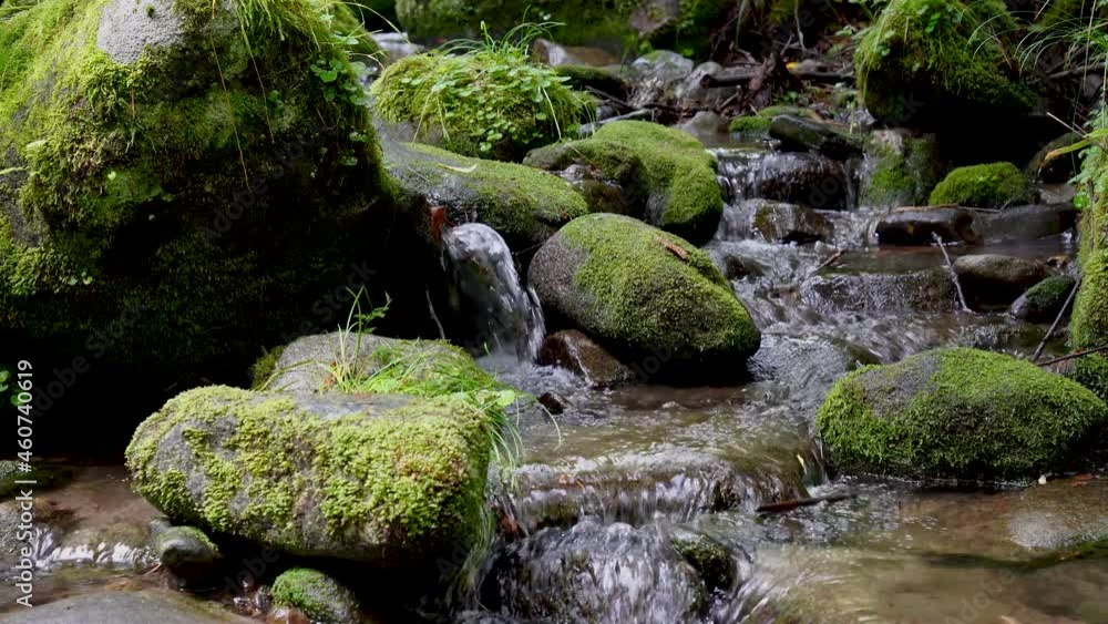 moss forest water nature valley
