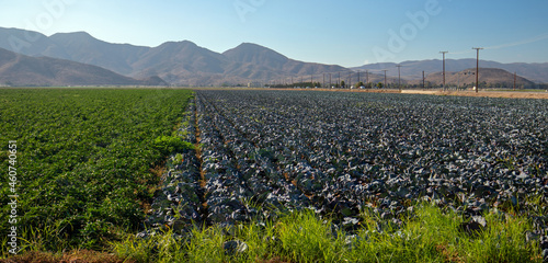 Agriculture Produce Farm Field in Camarillo California United Statesd photo