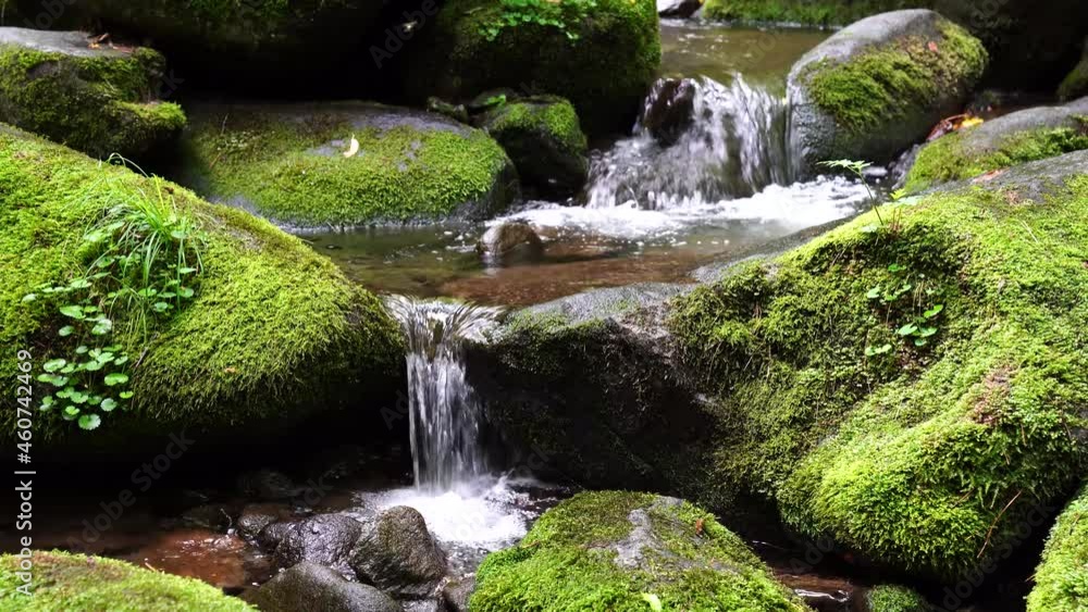 moss forest water nature valley moss forest water nature valley