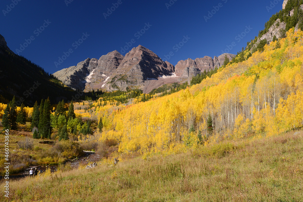 aspen with mountain