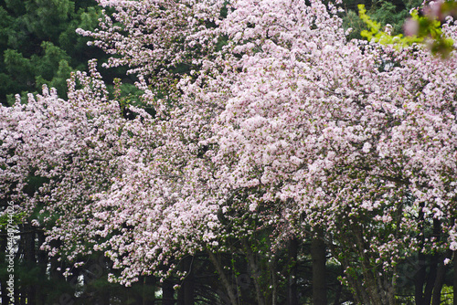 Photography cherry blossom