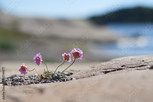 4 isolated sea thrift flowers, Armeria maritima, growing on a scaur by the coast in Sweden with the sea in the back ground photo