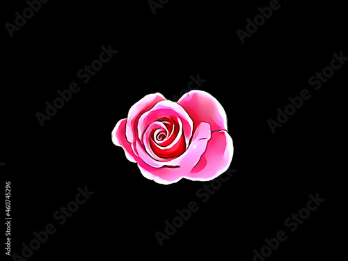 Beautiful illustration of pink rose flower isolated on plain black background