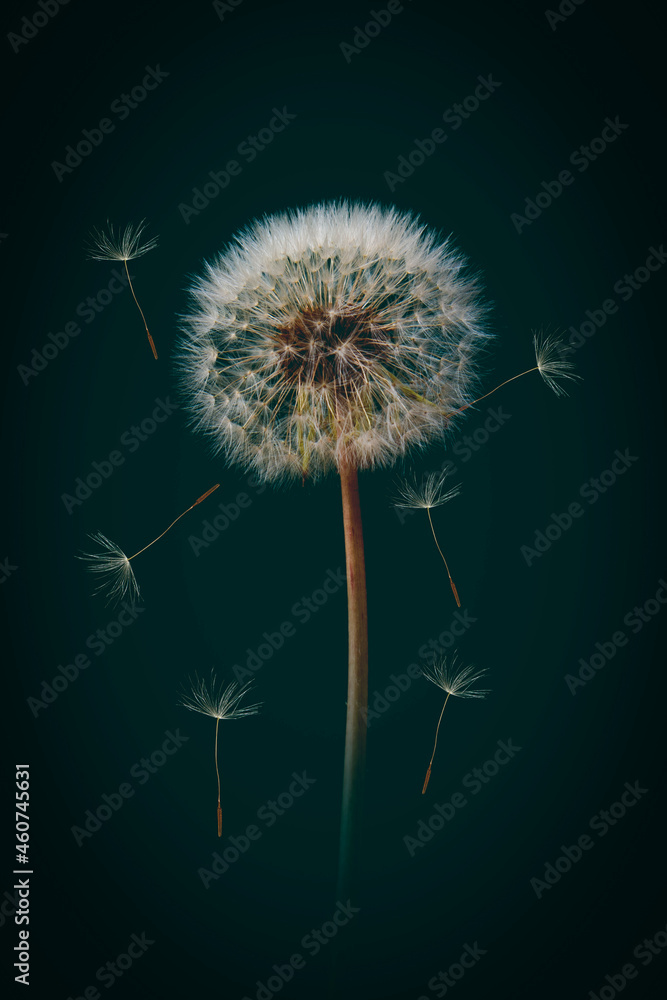 Dandelion flower background. Seed macro closeup. Soft focus. Vintage style
