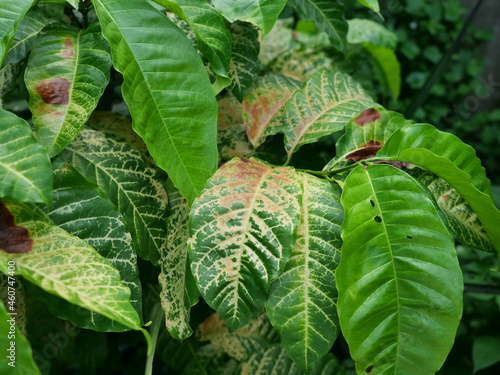Brown spotted and yellow damage by anthracnose on the green leaf of Robusta coffee plant tree, Plant diseases that damage agriculture	 photo