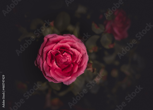 Kwiat róży w rozkwicie Zdjęcie flat leżał na tle rozmytych liści