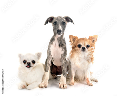 English Whippet and chihuahuas