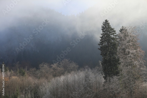 fog, landscape, water, mist, forest