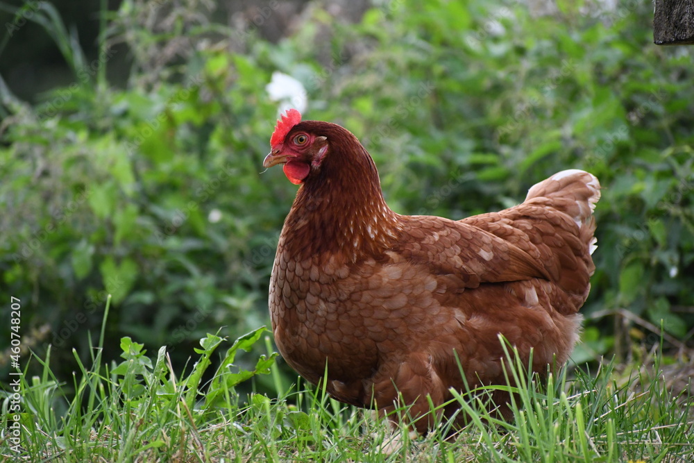 Fototapeta premium chicken in grass