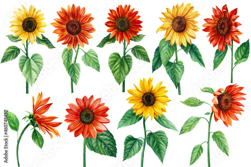 Autumn flowers, Sunflowers, on an isolated white background, Watercolor illustration, Botanical painting. 