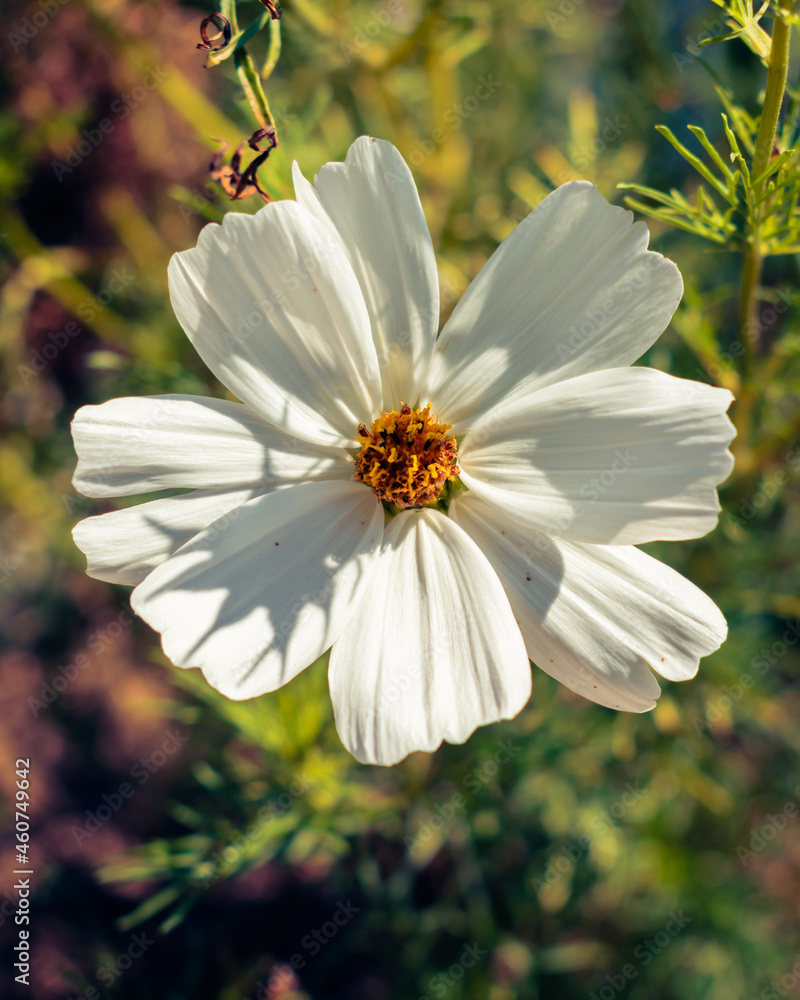 Obraz premium White garden cosmos flower blooming in the garden