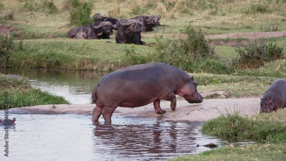 A group of hippos (Hippopotamus amphibius) walking around a river bank and eating grass. There are many small red-billed oxpeckers (Buphagus erythrorynchus) eating off of the backs of the Hippos. A group of hippos (Hippopotamus amphibius) walking around a river bank and eating grass. There are many small red-billed oxpeckers (Buphagus erythrorynchus) eating off of the backs of the Hippos.