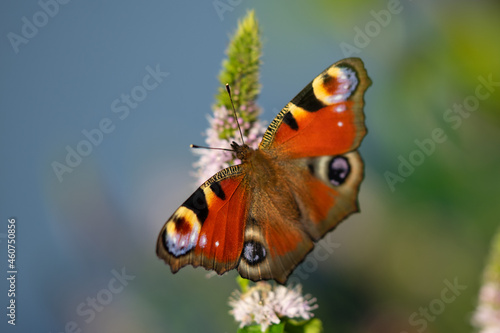 Peacock butterfly drinking from a mint blossom in the late afternoon light