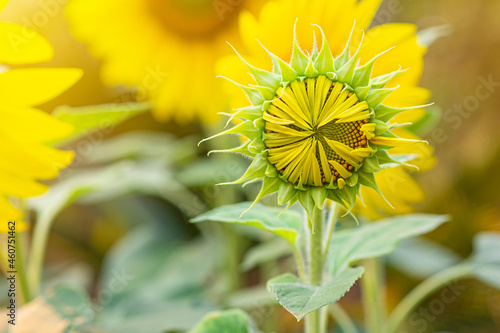 Close-up of sunflower are blooming on sunlight in garden. Space for text