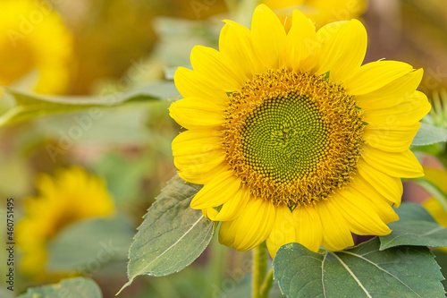 Close-up of sunflower are blooming in a garden against nature background. Space for text.