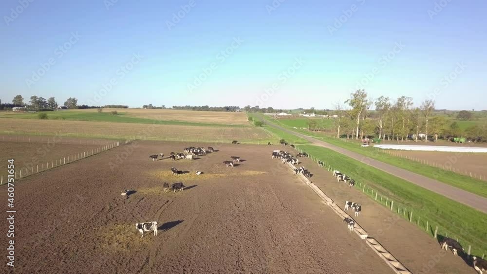 Countryside Farm on Sunny Day, Drone Aerial View of Herd of Cows on Dusty Land. Livestock and Global Warming Concept, Drone Shot Countryside Farm on Sunny Day, Drone Aerial View of Herd of Cows on Dusty Land. Livestock and Global Warming Concept, Drone Shot