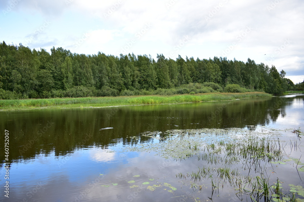 lake and forest