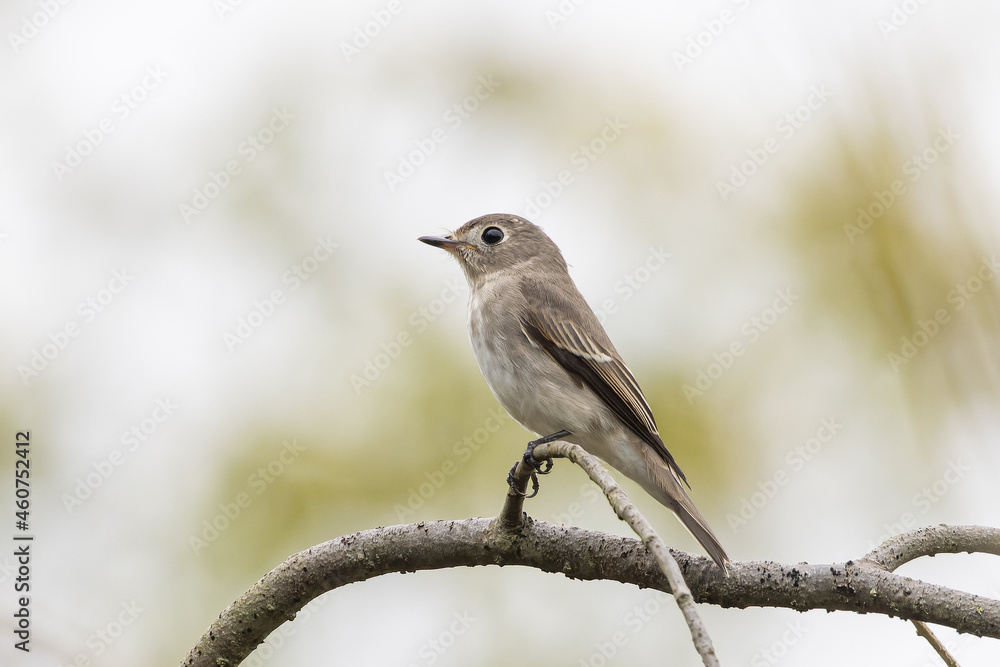 見晴らしの良い枝にとまる小鳥 見晴らしの良い枝にとまる小鳥