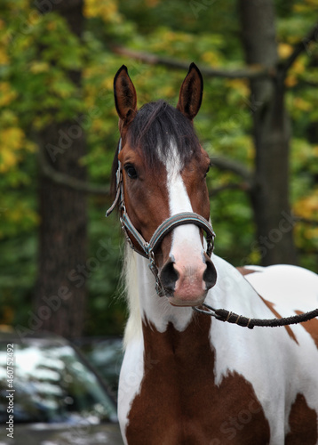 A face portrait of a painted Quarter Horse on the face, on autumn trees background.  photo
