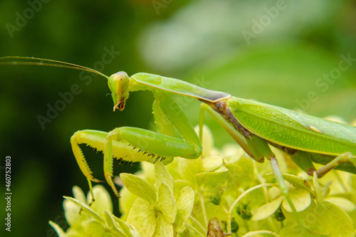 A large green mantis sits on the leaves of a flower. Macro photo. Blurred background. The concept of wild insects.