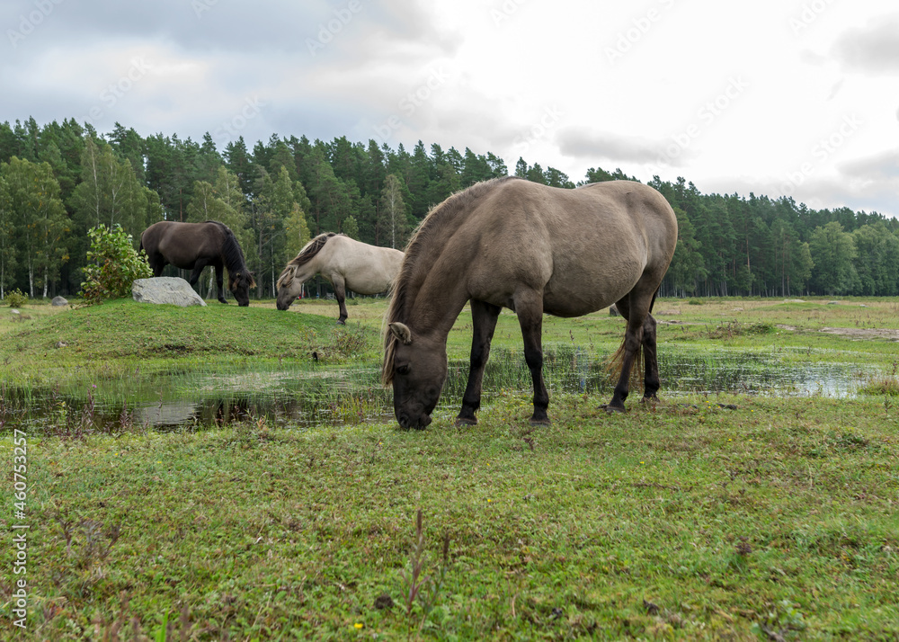 horses grazing on the shore of the lake, the inhabitants of engure nature park are wild animals that are used to visitors, Engure nature park, Latvia horses grazing on the shore of the lake, the inhabitants of engure nature park are wild animals that are used to visitors, Engure nature park, Latvia