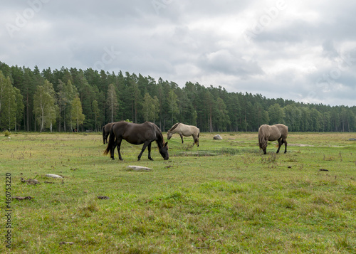 horses grazing on the shore of the lake  the inhabitants of engure nature park are wild animals that are used to visitors  Engure nature park  Latvia