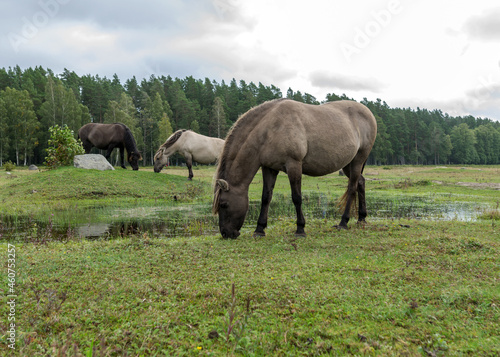 horses grazing on the shore of the lake  the inhabitants of engure nature park are wild animals that are used to visitors  Engure nature park  Latvia
