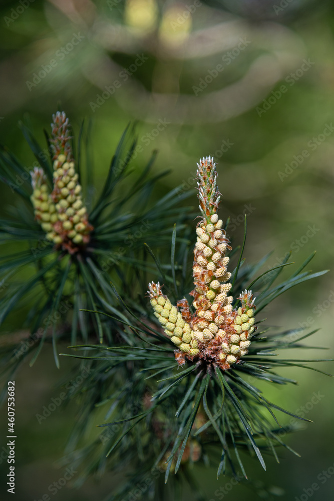 Pine blossoms in spring time. Pine blossoms in spring time.