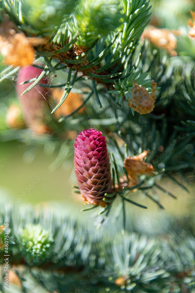 Obraz premium New cones on fir tree.