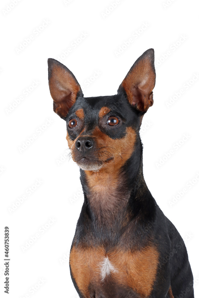 portrait of miniature pinscher isolated on white portrait of miniature pinscher isolated on white