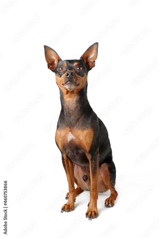 miniature pinscher sitting on white background miniature pinscher sitting on white background