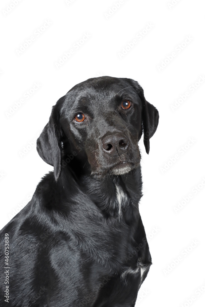 portrait of black labrador isolated on white 