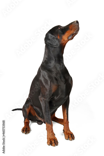 Cuadro en lienzo dachshund doberman dog sitting who looking up isolated on white background